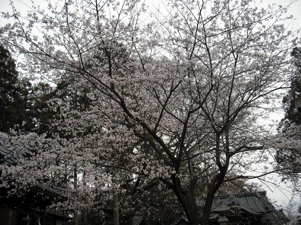 春日桜
