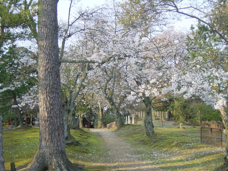 桜の御山