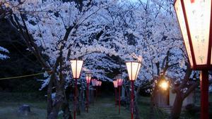 鹿島の森の桜風景
