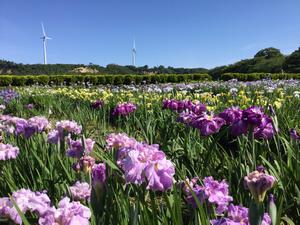 花菖蒲園