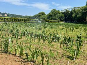 5.19写真2