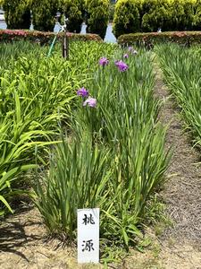 早咲きの花が咲き始めました。