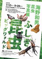 チラシ画像