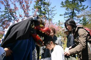 神楽に頭をかまれる子ども