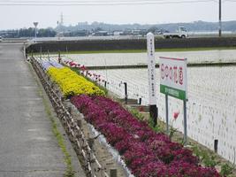 田中々春花壇（黄色、紫）