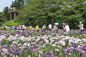 花菖蒲まつり