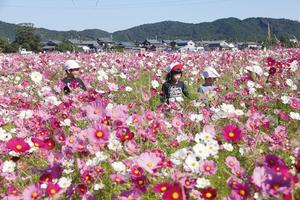 花畑の中の園児