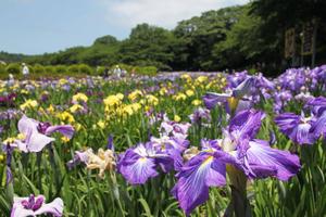 花菖蒲