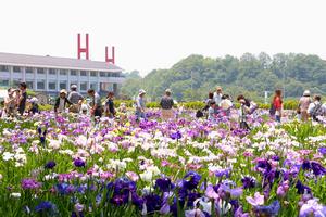 花菖蒲園