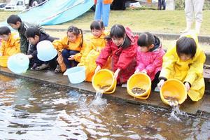 フナの稚魚放流