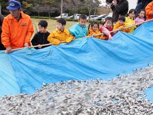 フナの稚魚放流