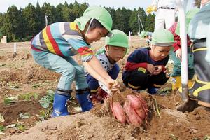 さつまいも掘り