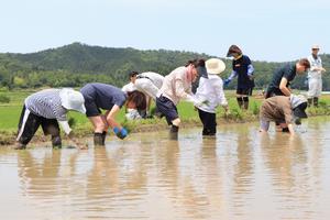 田植えの写真