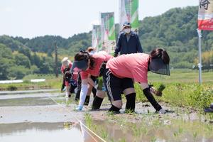 慣れた手つきで田植えをする画像