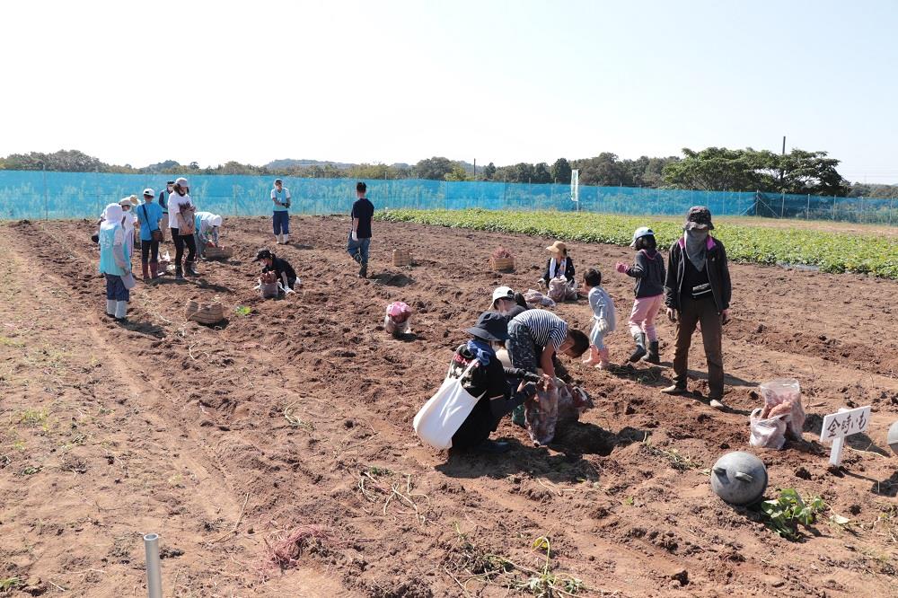 サツマイモを掘る参加者の画像