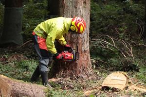木を切る坂井森林組合の職員の画像