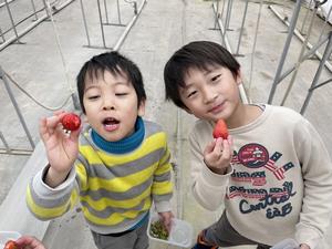 イチゴを食べる子どもたちの画像