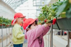 いちご狩りの様子
