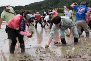 田植えの様子