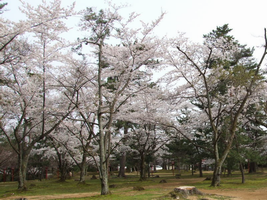 春の御山