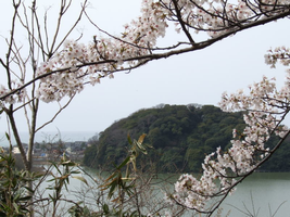 桜の間から鹿島を望む