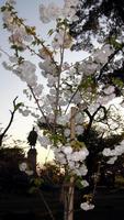 植樹した桜