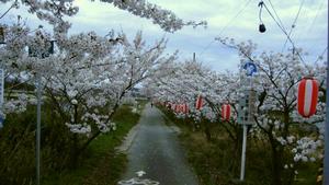 大聖寺川沿いの桜