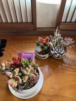 多肉植物1