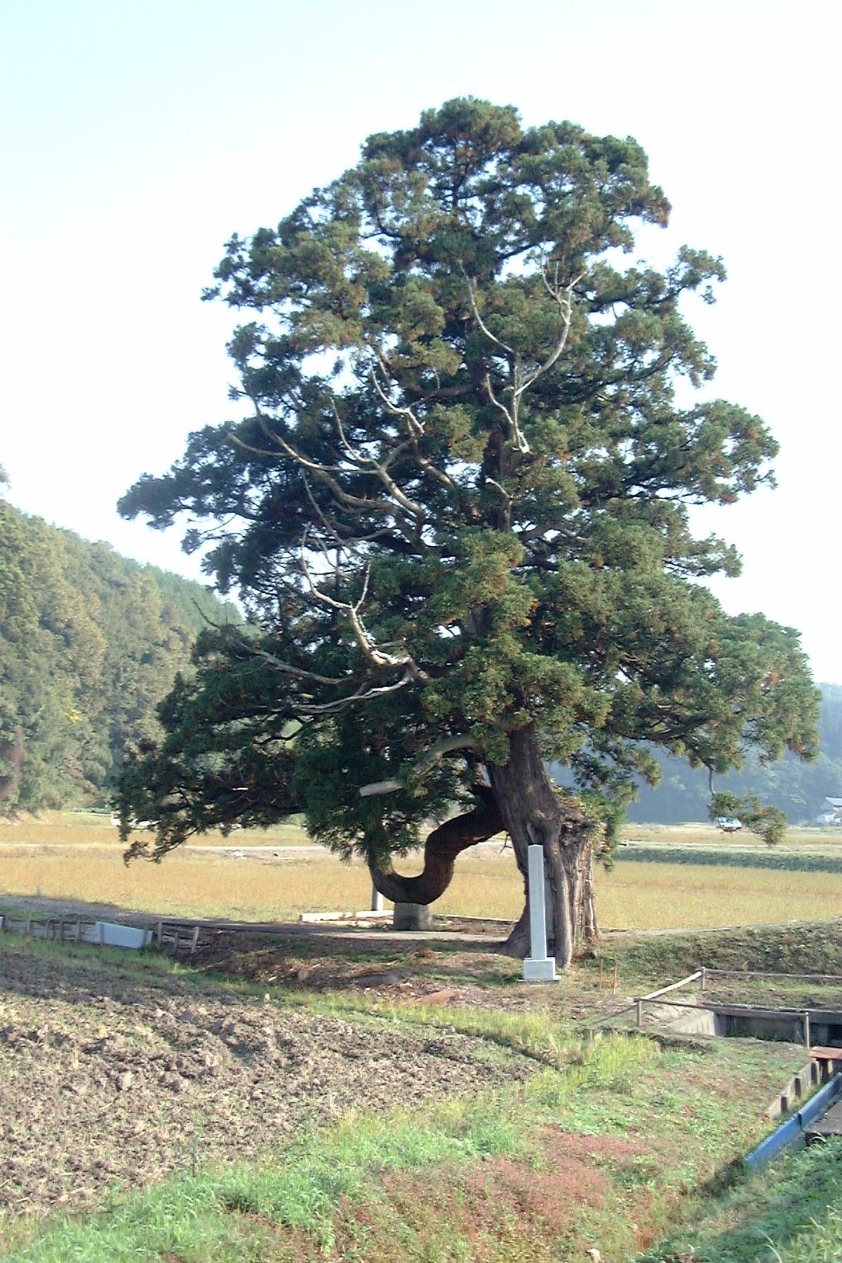 沢・春日神社の大杉