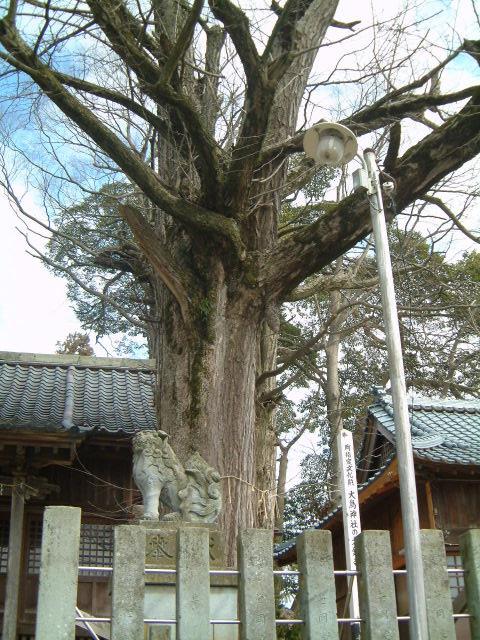 大鳥神社の大銀杏