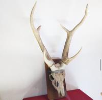 sika