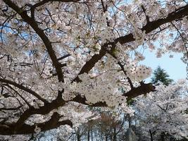 満開の桜