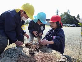 花びら集め