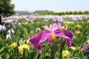 花菖蒲園