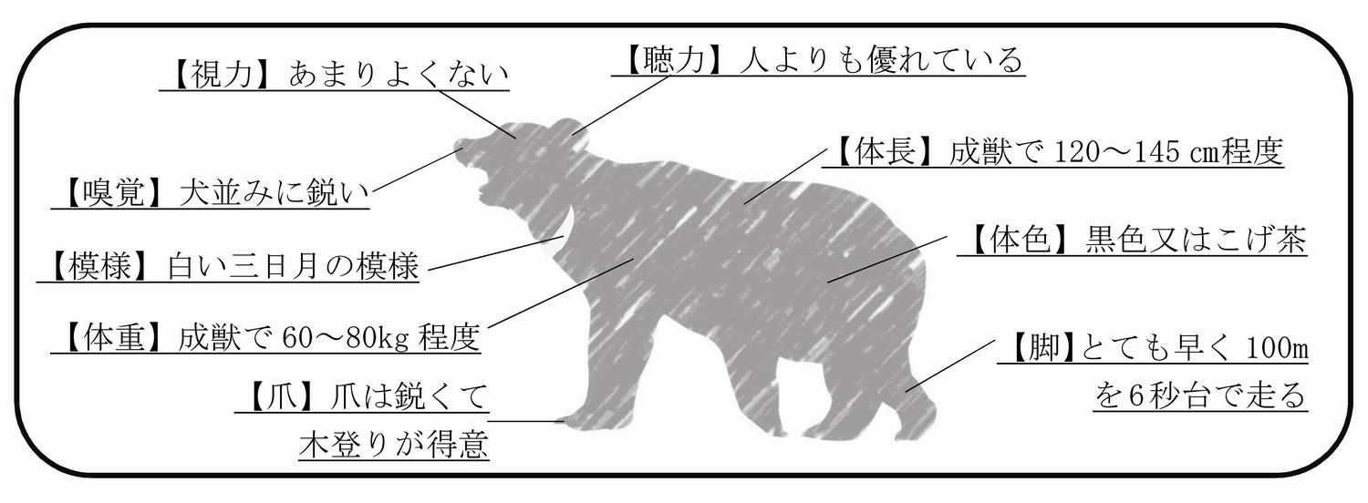 クマ特徴の画像