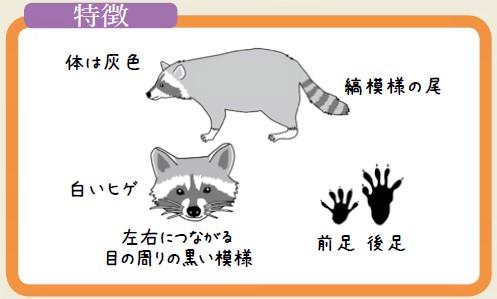 アライグマ特徴