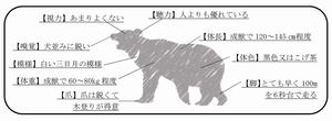 クマ特徴の画像