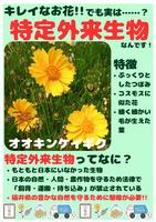 チラシ2