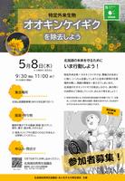 オオキンケイギクチラシ